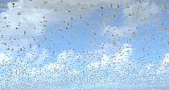 klingding radio • • Feature: klub katarakt 11 • 22.-0.00 FSK93/101,4mhz, Dab+