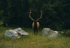 Karo Shopping Music # 7